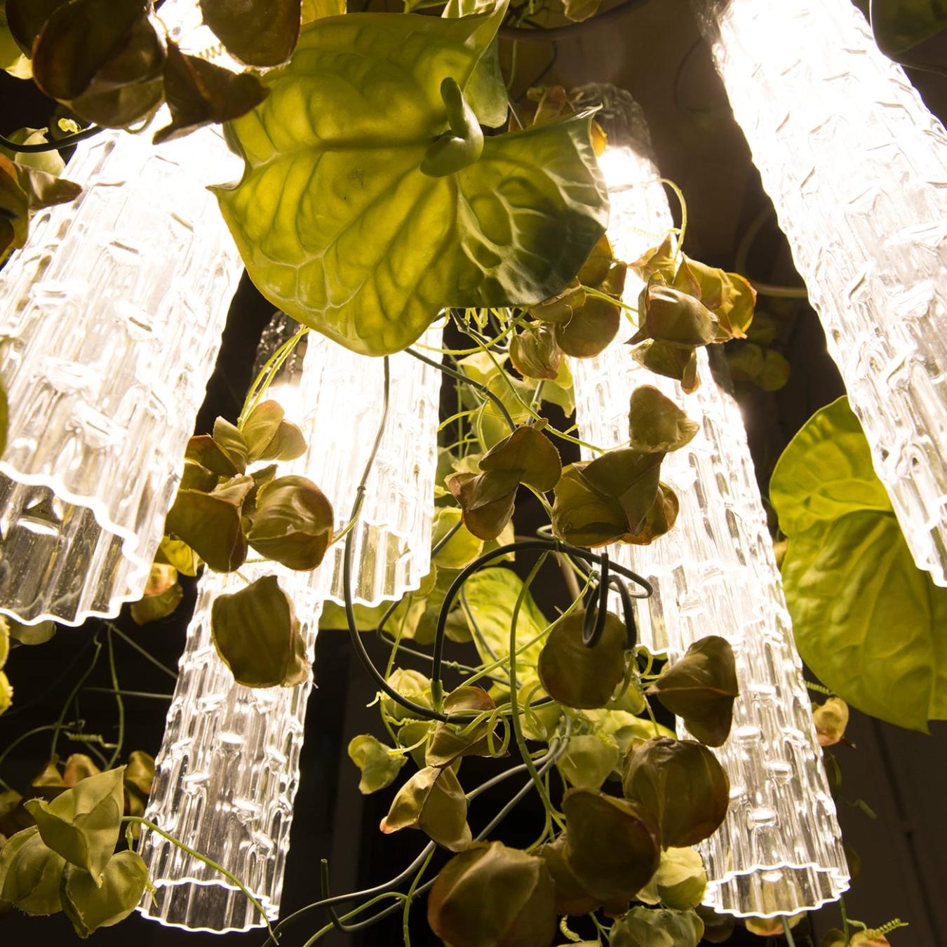 Lustre Physalis Anthurium