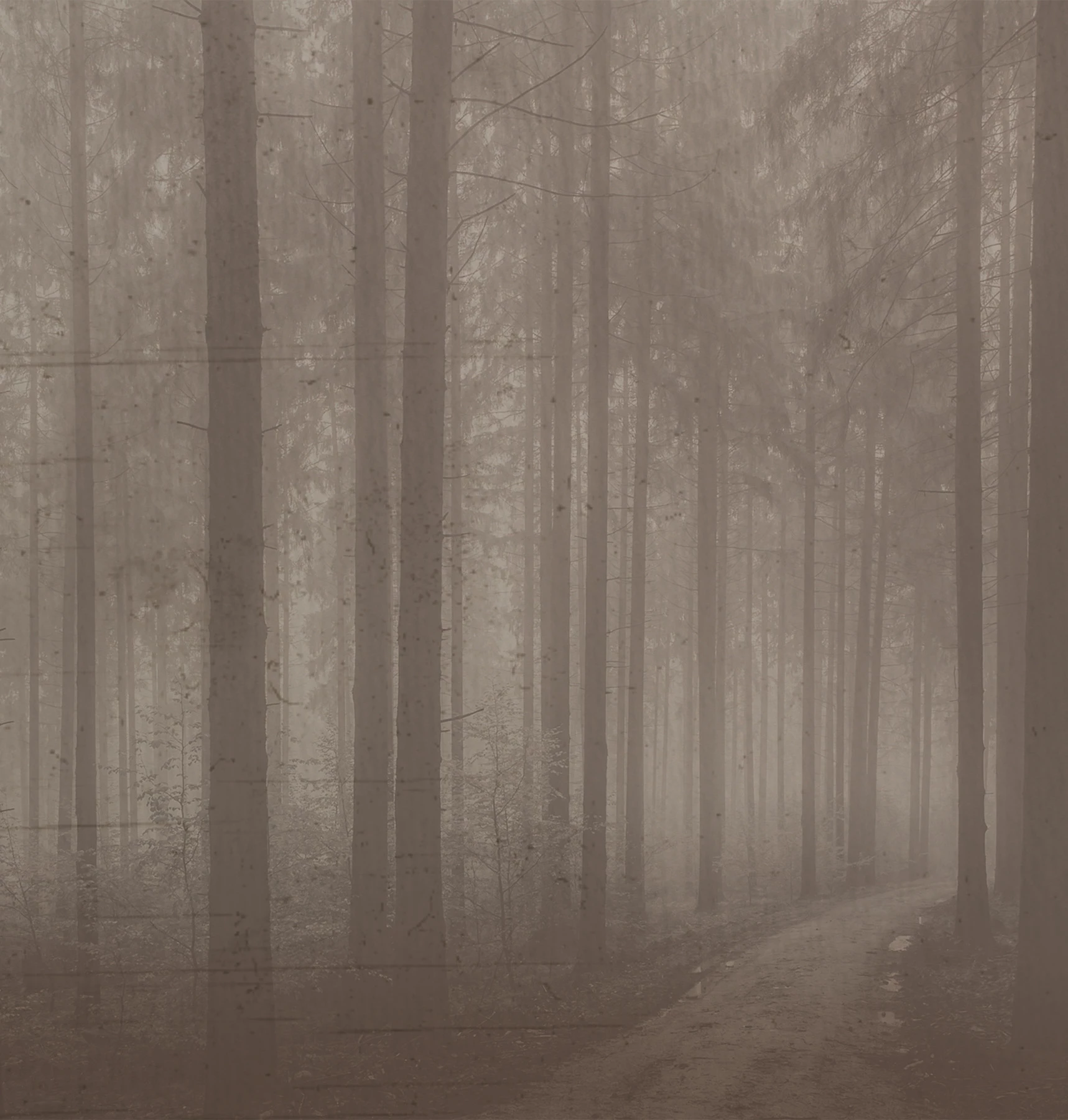 Papel de Parede Night Forest