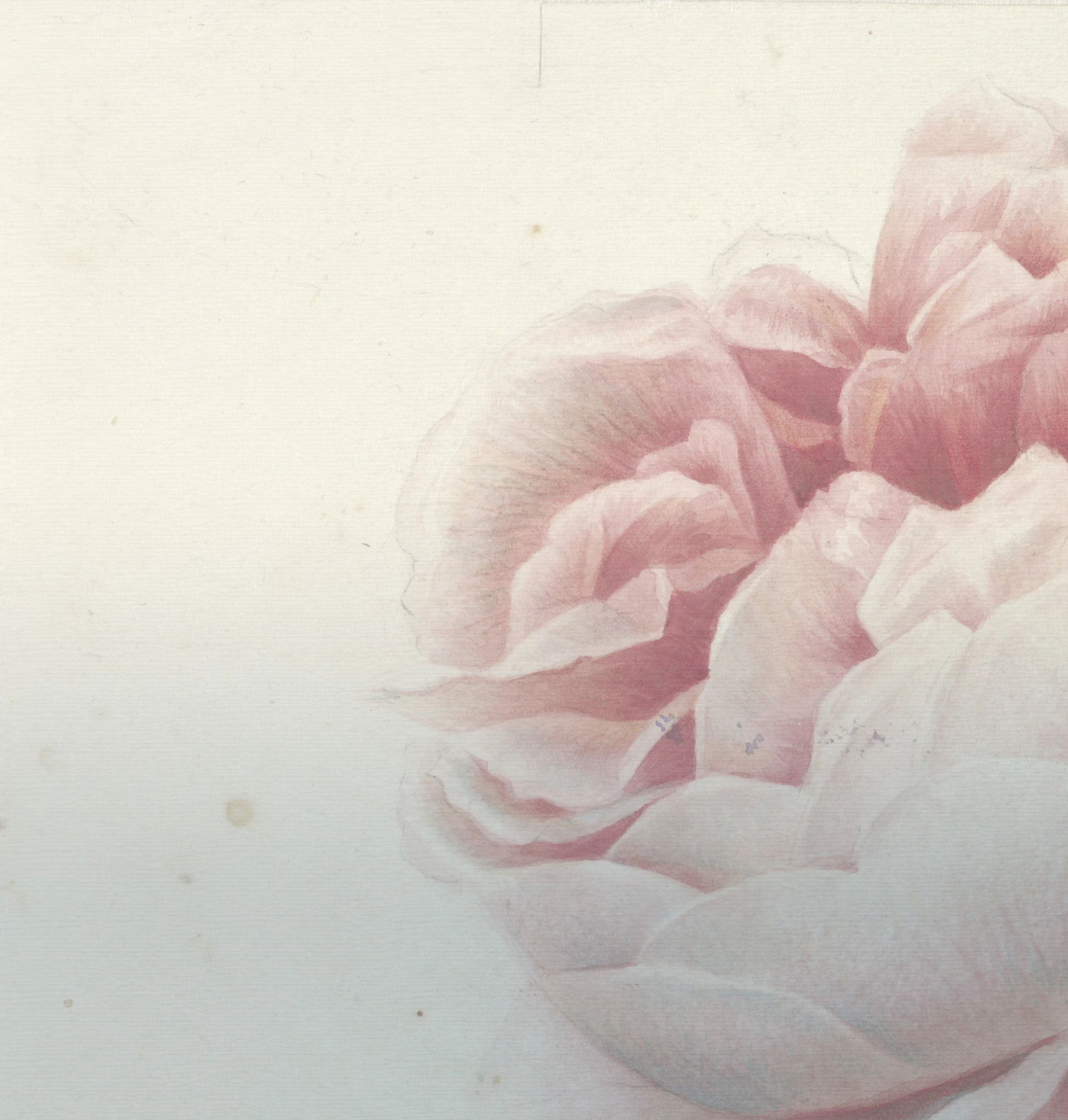 Papel de Parede Romantic Flowers