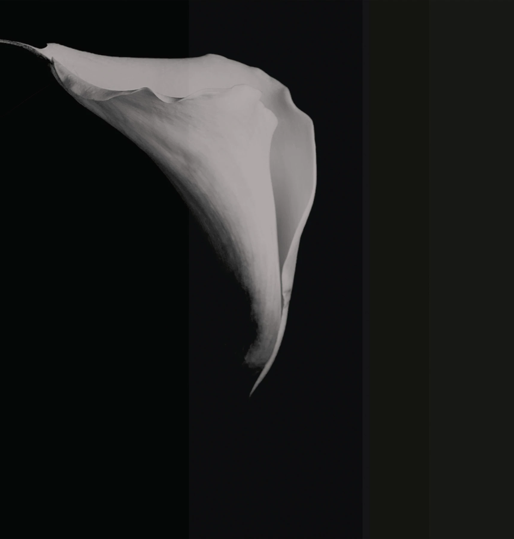 Papel de Parede Calla