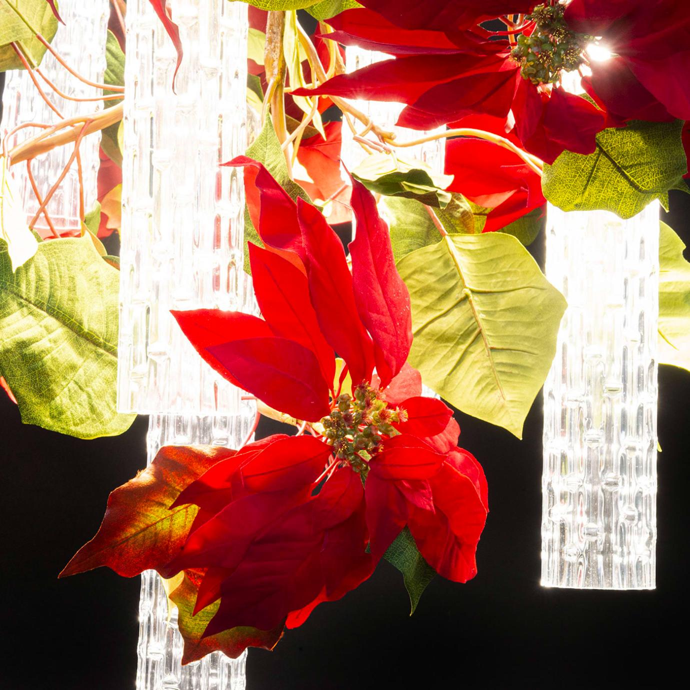 Lustre Poinsettia
