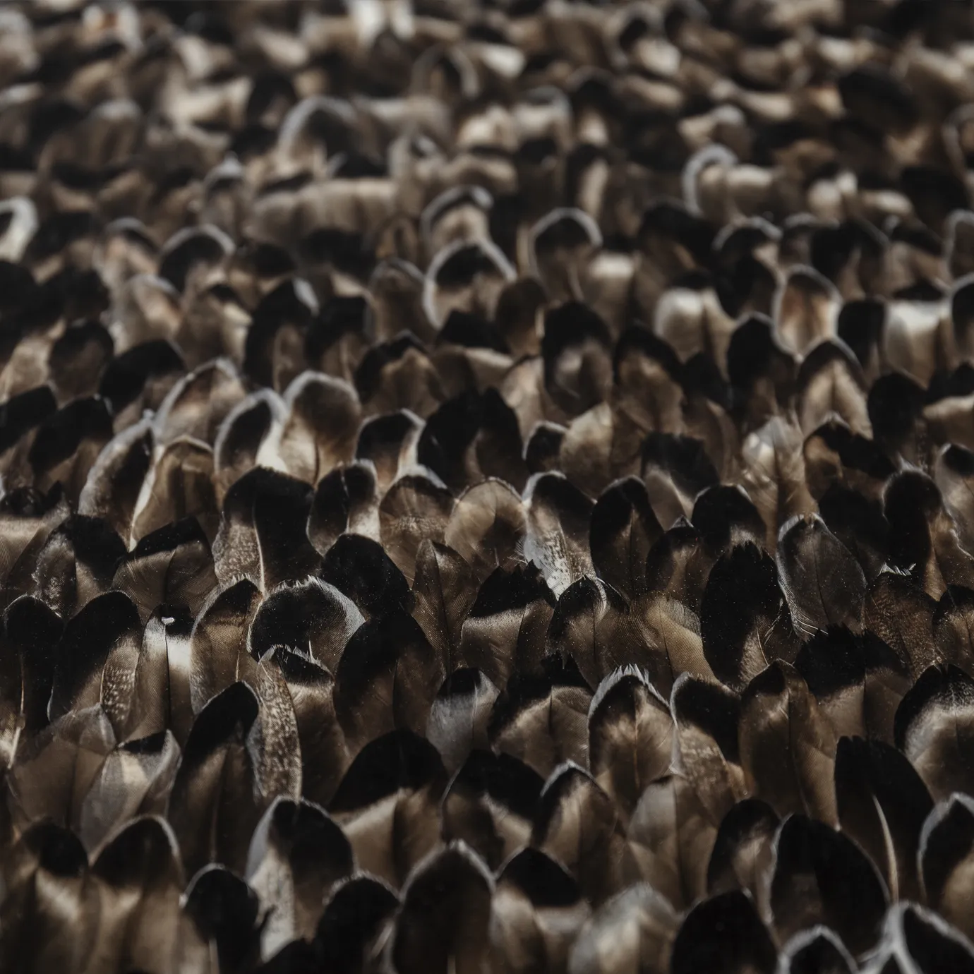 Mesa de Jantar Tampo Pluma Exótica Mistral