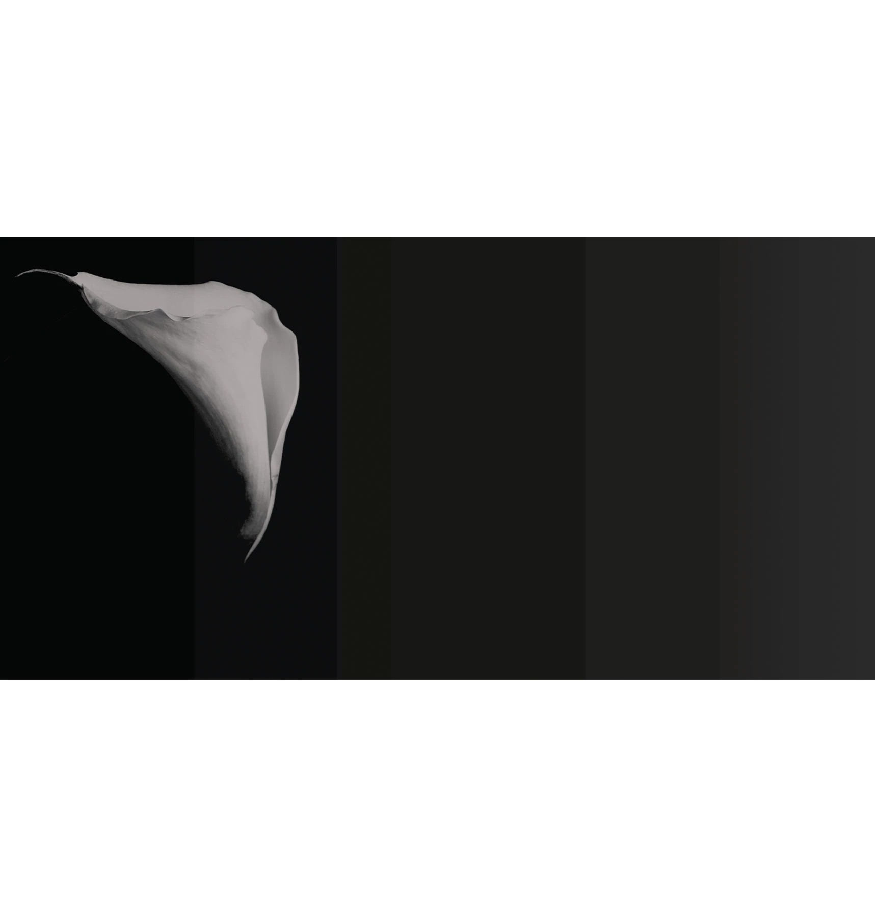Papel de Parede Calla