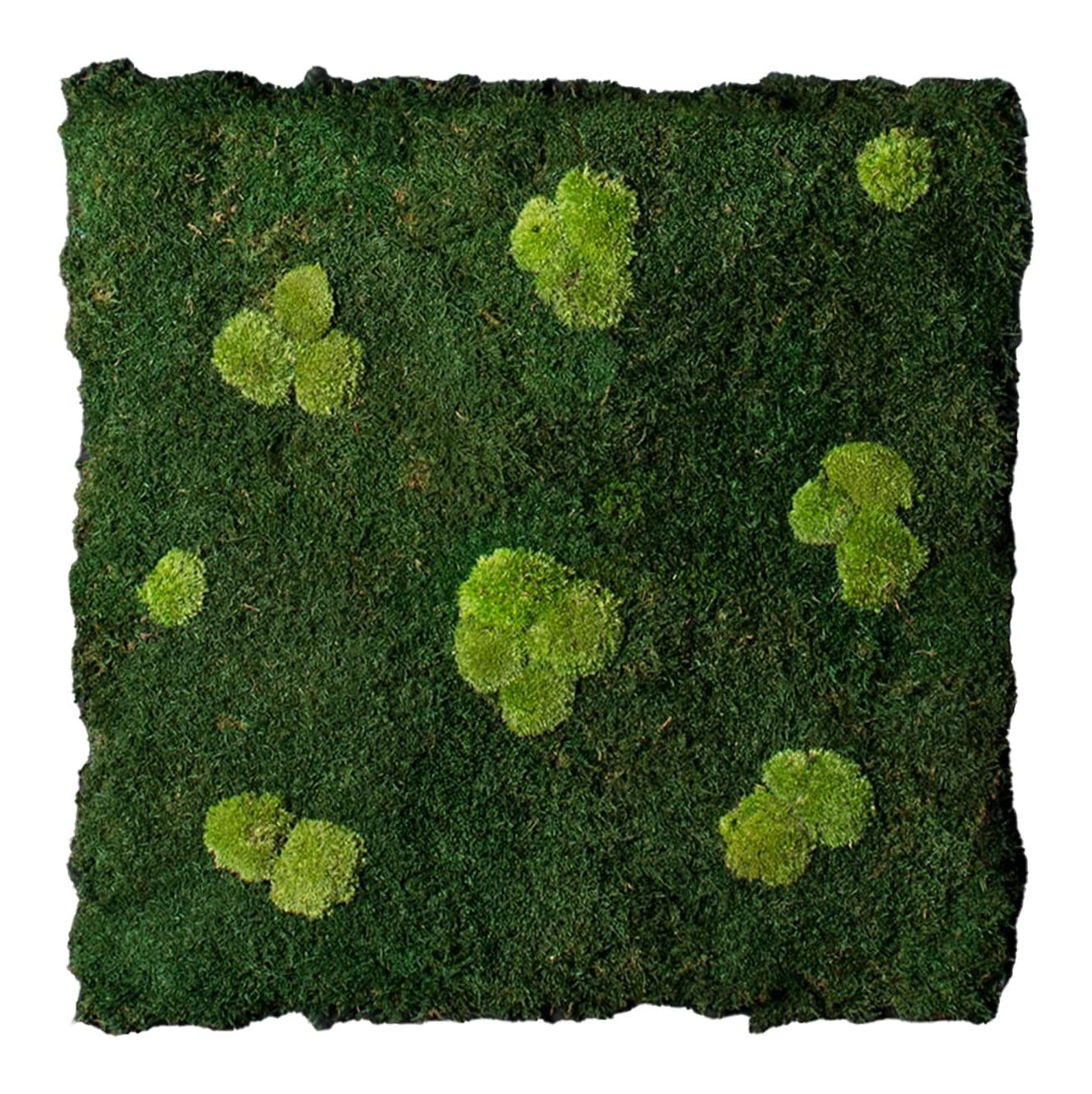 Composição de Parede em Musgo Natural