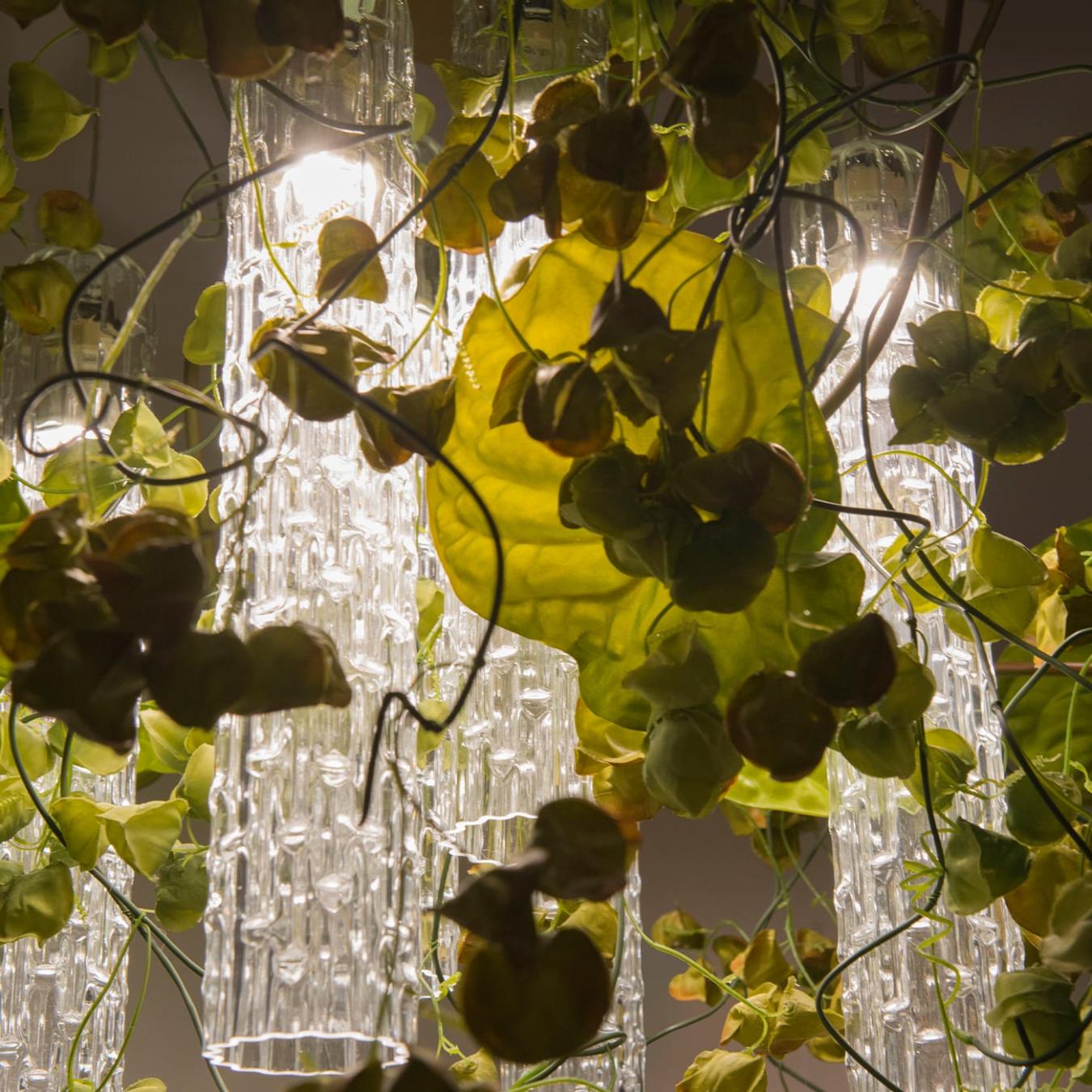 Lustre Physalis Anthurium