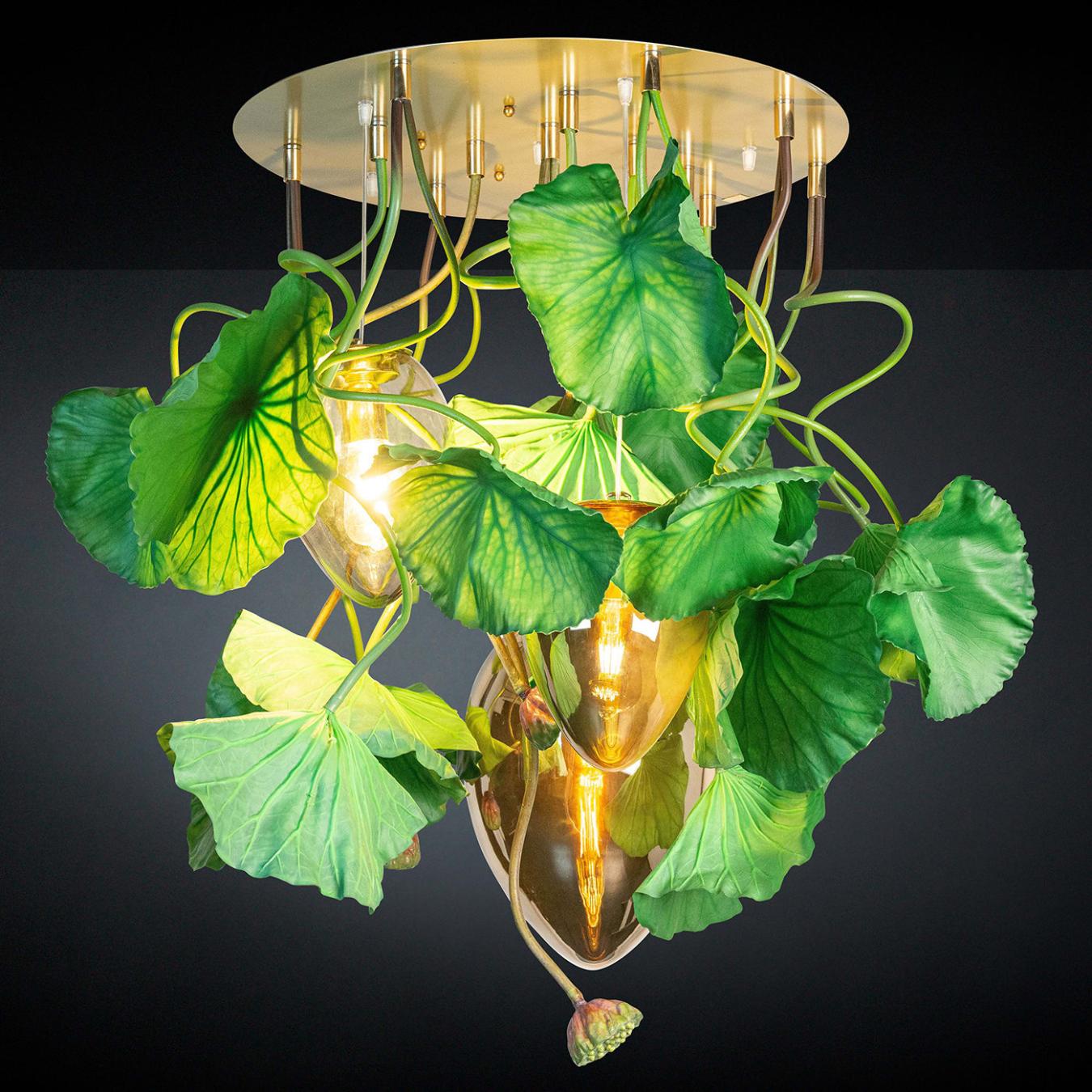 Lustre Redondo Dichondra