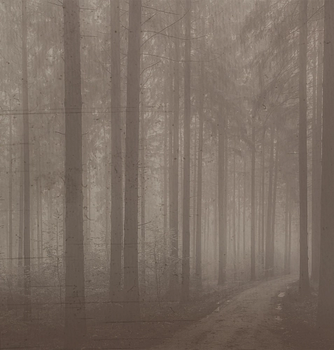 Papel de Parede Night Forest