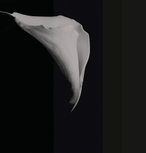 Papel de Parede Calla