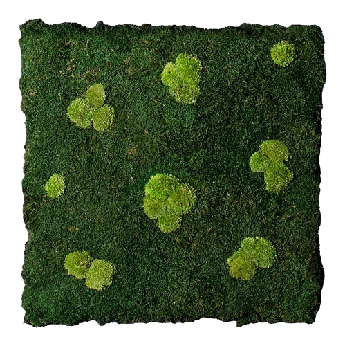 Composição de Parede em Musgo Natural