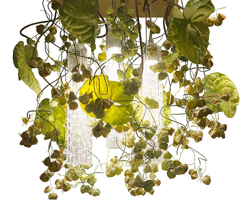 Lustre Physalis Anthurium